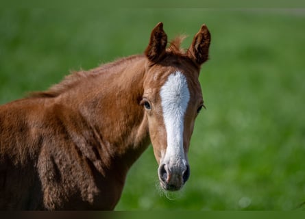 Hanoverian, Stallion, 1 year, 16,1 hh, Chestnut-Red