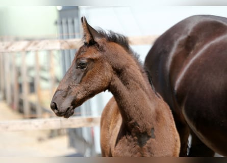 Hanoverian, Stallion, 1 year, 16,2 hh, Black