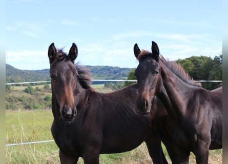 Hanoverian, Stallion, 1 year, 16,2 hh, Black