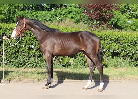 Hanoverian, Stallion, 1 year, 16,2 hh, Brown