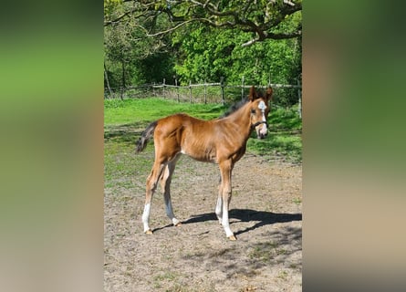 Hanoverian, Stallion, 1 year, 16,2 hh, Brown