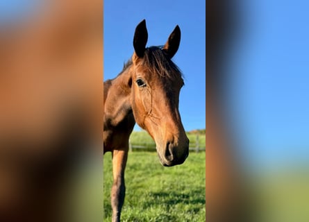 Hanoverian, Stallion, 1 year, 16,2 hh, Brown