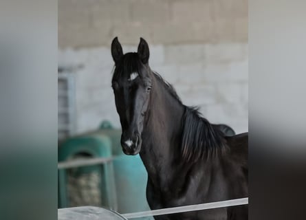Hanoverian, Stallion, 1 year, 16,3 hh, Black
