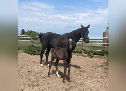 Hanoverian, Stallion, 1 year, 17 hh, Black