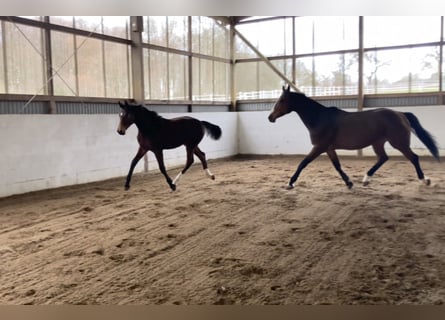 Hanoverian, Stallion, 1 year, 17 hh, Brown