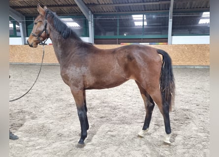 Hanoverian, Stallion, 1 year, 17 hh, Brown