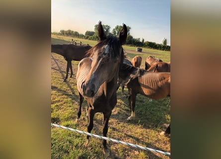 Hanoverian, Stallion, 1 year, 17 hh, Can be white