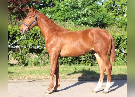 Hanoverian, Stallion, 1 year, 17 hh, Chestnut-Red