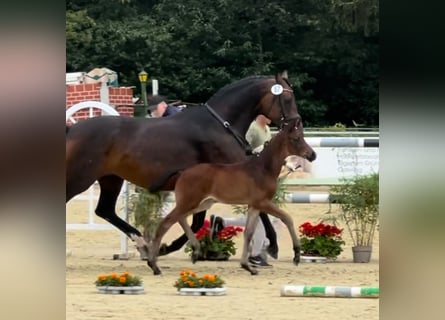 Hanoverian, Stallion, 1 year, Bay-Dark