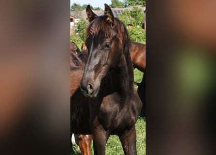 Hanoverian, Stallion, 1 year, Black