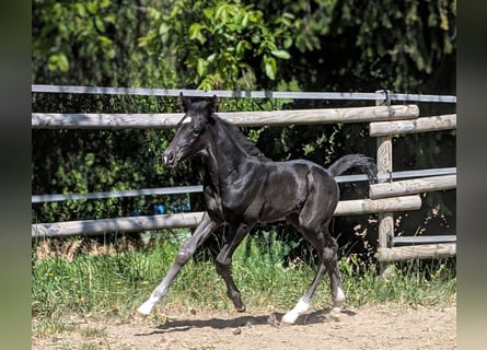 Hanoverian, Stallion, 1 year, Black