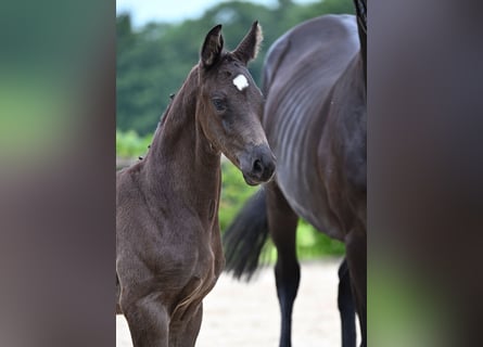 Hanoverian, Stallion, 1 year, Black