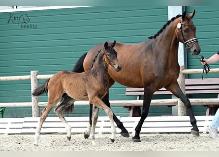 Hanoverian, Stallion, 1 year, Brown