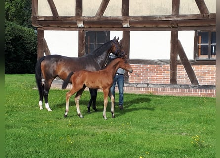 Hanoverian, Stallion, 1 year, Brown