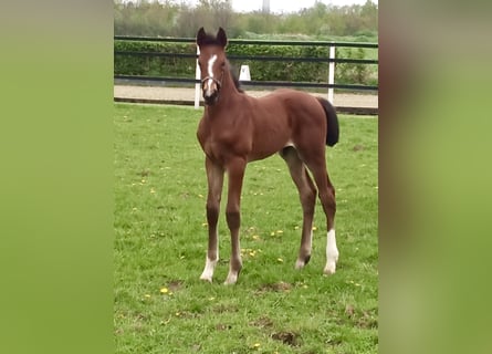 Hanoverian, Stallion, 1 year, Brown