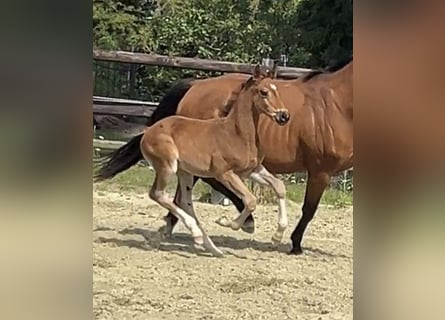 Hanoverian, Stallion, 1 year, Brown