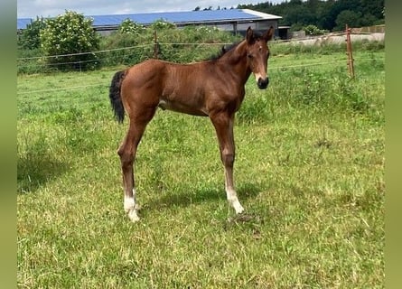Hanoverian, Stallion, 1 year, Brown