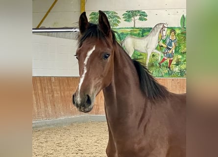 Hanoverian, Stallion, 1 year, Brown