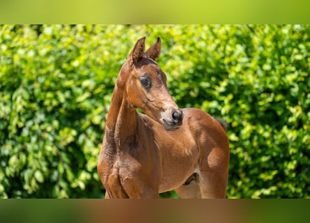 Hannoveraner, Hengst, 1 Jahr, Brauner