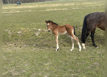 Hanoverian, Stallion, 1 year, Brown