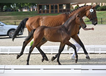 Hanoverian, Stallion, 1 year, Brown