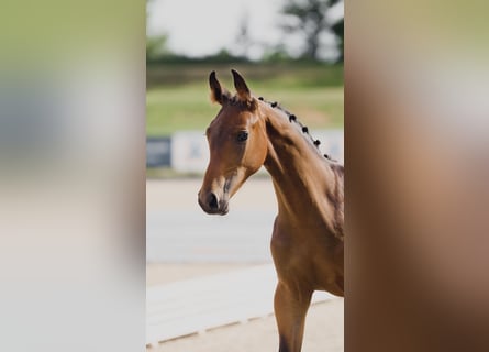 Hanoverian, Stallion, 1 year, Brown