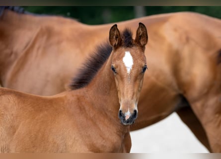 Hanoverian, Stallion, 1 year, Brown
