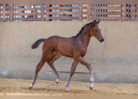 Hanoverian, Stallion, 1 year, Brown