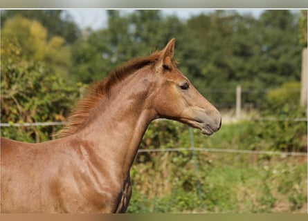 Hanoverian, Stallion, 1 year, Can be white