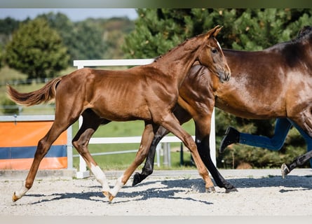 Hanoverian, Stallion, 1 year, Chestnut