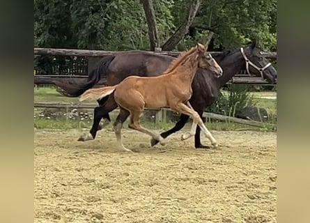 Hanoverian, Stallion, 1 year, Chestnut