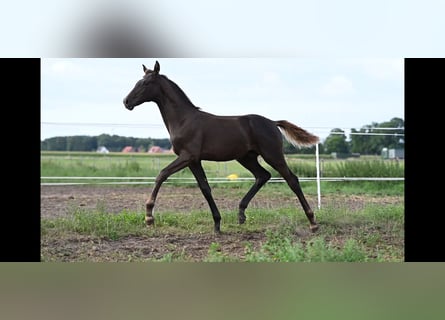 Hanoverian, Stallion, 1 year, Chestnut