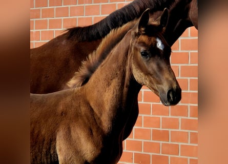 Hanoverian, Stallion, 1 year, Chestnut