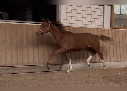 Hanoverian, Stallion, 1 year, Chestnut-Red