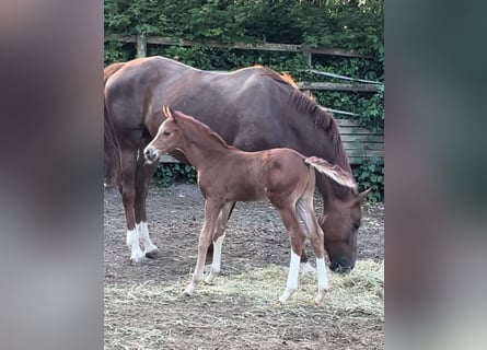 Hanoverian, Stallion, 1 year, Chestnut-Red