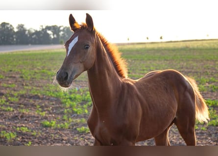 Hanoverian, Stallion, 1 year, Chestnut-Red