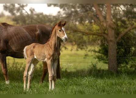 Hanoverian, Stallion, 1 year, Chestnut-Red