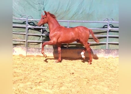 Hanoverian, Stallion, 1 year, Chestnut-Red