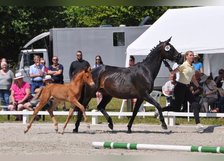 Hanoverian, Stallion, 1 year, Chestnut-Red