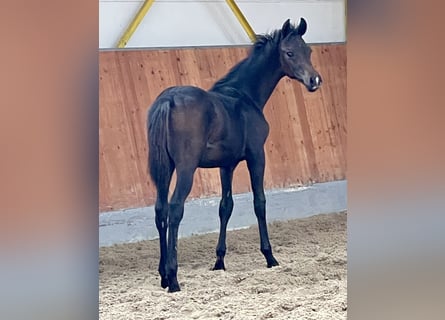 Hanoverian, Stallion, 1 year, Smoky-Black