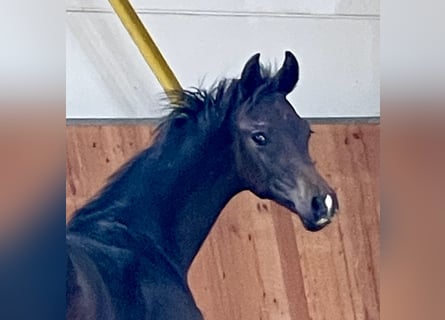 Hanoverian, Stallion, 1 year, Smoky-Black