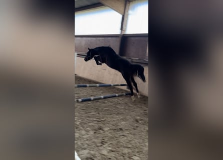 Hanoverian, Stallion, 2 years, 15,1 hh