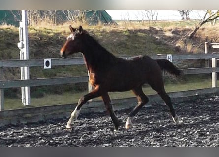 Hanoverian, Stallion, 2 years, 15,3 hh, Bay-Dark