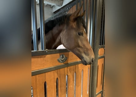 Hanoverian, Stallion, 2 years, 15,3 hh, Brown