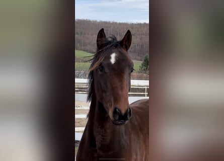 Hanoverian, Stallion, 2 years, 15,2 hh, Bay-Dark