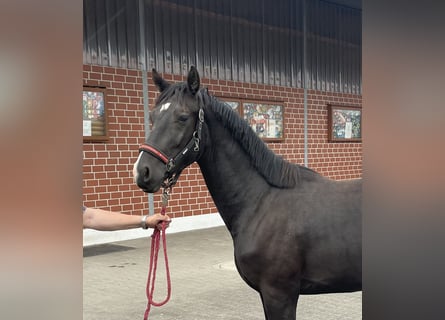 Hanoverian, Stallion, 2 years, 15,2 hh, Smoky-Black