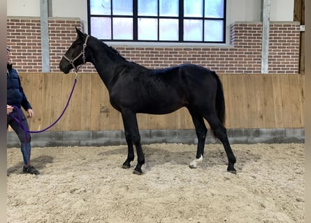 Hanoverian, Stallion, 2 years, 16,1 hh, Black