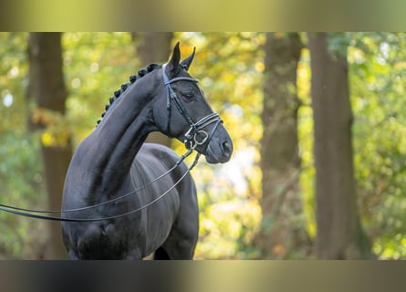 Hanoverian, Stallion, 2 years, 16.1 hh, Black
