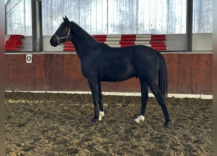 Hanoverian, Stallion, 2 years, 16,1 hh, Black