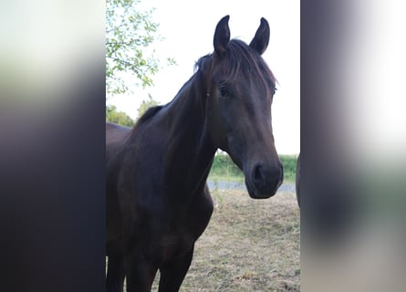 Hanoverian, Stallion, 2 years, 16.2 hh, Bay-Dark